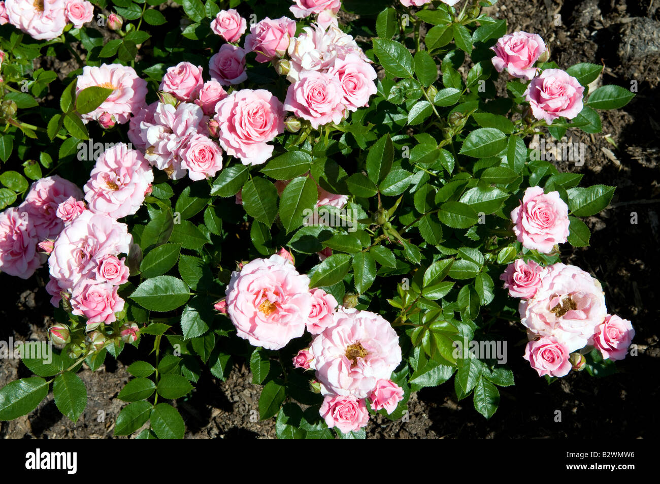 Rosa Pretty Polly`Meitonje` Stock Photo